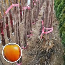 감나무 둥시감 곶감 나무 묘목 2년생 2그루