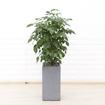 화수분 중 대형 녹보수 개업축하화분 카페식물 집들이식물 신혼집화분, 5.그레이 사각 시멘트화분