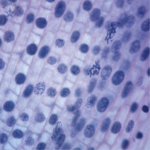 영구프레파라트/체세포분열(식물)