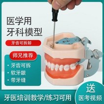 치아모형 재료상 입모형 모양 치과비치모형 치과의사 수업 고무장수지 치아제거, 08 이빨 32개 세트 (치아만)