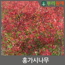 홍가시나무 홍가시묘목 레드로빈 40~50센치