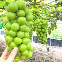 최고급 샤인머스켓 선물세트 1kg 2kg 프리미엄 과일 선물 세트 제철과일 씨없는포도 청포도, 1_1. 가정용 샤인머스켓 500g (1수)