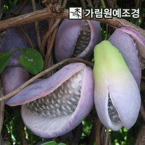 으름나무 대과종 유실수 가림원예조경, 개량으름(대과종) 결실주