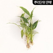 스파트필름 3촉 (원예수초 활착수초) .미미네아쿠아