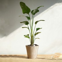 중 대형 여인초 이태리토분 개업화분, 대형+5.6만원, 추가+3천원, 이태리토분+1만원