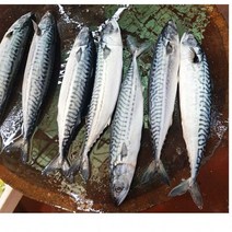 통고등어(노르웨이) 20kg(300500) 50마리, 단품