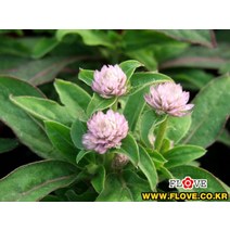 천일홍(분홍), 1개