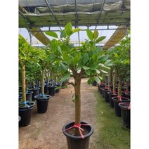 뱅갈고무나무 소형 중형 대형 실내 공기정화식물 관엽식물 대형화분 행복한꽃농원, 중대형(120cm), 1개