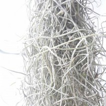 이끼 수염틸란드시아(소) 인테리어식물, 1