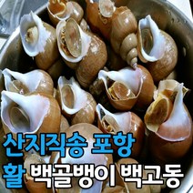 산지직송 포항 활 백골뱅이 1kg 소 중 대, 백골뱅이_1kg소