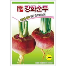 강화 순무 씨앗 120g 42000립 강화도 무 김치 종자 토종무 저장성 좋은 야채 겨울 채소 하우스 재배 텃밭 농사