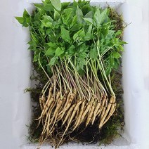 명품 보자기 포장 새싹삼 선물세트, 중 100뿌리