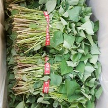 다애네 농장 해남꿀고구마 모종 10kg(4월1일부터 예약 판매 합니다.), 1박스, 4월 7일 도착