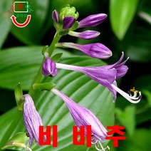 희귀씨앗 비비추 씨앗 50립, 상세페이지 참조