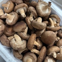 [국내산선별표고] 생 표고 표고버섯 특품 상품, 특품 1kg, 1개