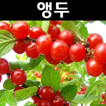 조선앵두 접목1년(뿌리) 1개/나무 묘목/과실수/유실수