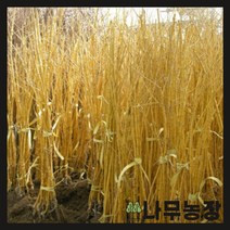(나무농장) 황금회화 접목1년 묘목