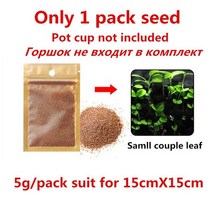 일자 잔가지 그루터기 유목 유리 수족관 잔디 심기 냄비 수조 수초 산호 말미잘 냄비 컵, 초록, s