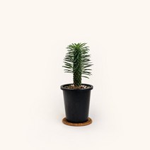 마이플랜트 [마이플랜트]괴마옥 공기정화식물 소형 식물키우기 모종, 선택완료, 괴마옥