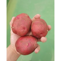 2023 홍감자 포슬포슬 자색 카스테라 햇감자, 특3kg, 1개