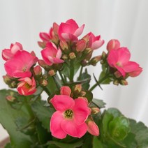 노블 가랑코에 온정원 공기정화식물