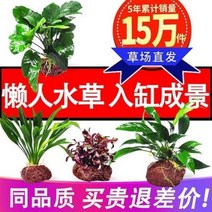 인공 수초 바닥재 장식 수초생체어항장식 담수식물 모스침목 수족수조경세트 진수초, 67 피코크블루