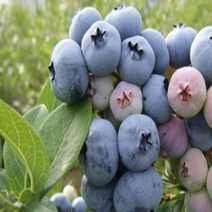 블루베리 (듀크) 18센티포트 (분) 1주 (키40cm) 3년생, 본상품선택, 1개