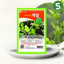 솔림텃밭몰 베이비케일씨앗 10g 베이비채소 케일씨앗 베이비케일, 단품