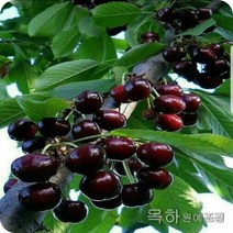 목하원예조경 체리나무 묘목 ( 라핀) R4전후 결실주 분