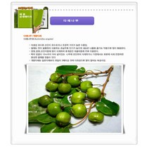 과수/유실수 다래나무/일세다래 망화분/일세다래 지주화분/슈퍼왕다래, 일세다래 결실주 7치화분