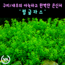 [비바소녀] 구피 새우의 완벽한 은신처 펄글라스(15촉) 초보수초 레이아웃 미니어항