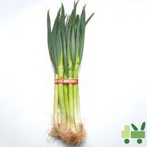 사라상회 대파 10Kg (특)