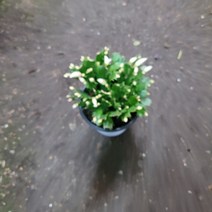 반려식물 겨울식물 흰색 화이트 게발선인장 중품 꽃피는선인장 254089