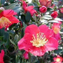 몰드몰 ( 프래그런스오일 ) 카멜리아 Camellia _ 동백향 동백꽃향, [ 100ml ]