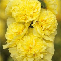 모종]접시꽃-채터스 바나나(더블 옐로) : 8cm분/4개 Q912, 1개