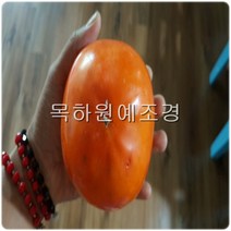 목하원예조경 감나무 묘목 대왕단감 (차량) 접목1년묘