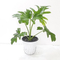 [와우초이스] 호프셀렘(중) 실내공기정화식물 공기청정식물 호프셀 #177EA, 쿠팡 본상품선택