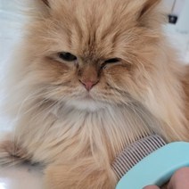 강아지 고양이 힐링 브러쉬 털갈이 비숑 빗 개털 푸들