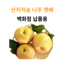가정용 나주배 23년산 햇배, 1박스, 3Kg 나주햇배(백화점납품용)