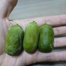 왕다래(용성2호)/삽목2년포트(3개묶음)/묘목/d0087, 3개