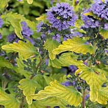 층꽃나무 힌트 오브 골드 120L포트 층꽃 야생화, 1개