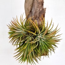 러브코리아 틸란드시아 이오난사 괴목 키우기 쉬운 실내 공기청정 식물 화분 화초, 단품