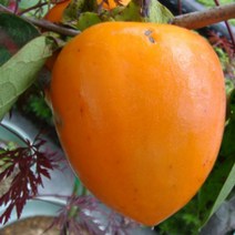 묘목/ 감나무 야오끼 (개량대봉)/접목 1년 /2주 KJ035