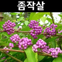 좀작살 나무 묘목 키1m 5개/정원/공원/조경수