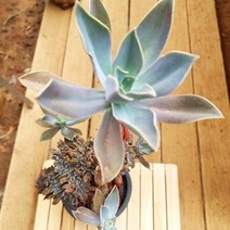 흑괴리 철화 키우기 쉬운 다육 랜덤발송1-500, 상세페이지 참조