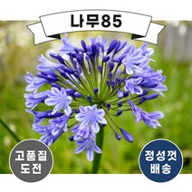 (나무85) 아가판서스 숙근 3종, 블랙부디스트, 1개