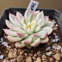 다육세상 다육이 메비나 금