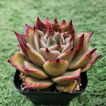 다육세상 다육이 파드마