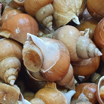 백골뱅이 백고동 당일입고 산지직송 백고동 백골뱅이 활 생물 급냉 1kg 500g 소중대 산지직송, 중500kg