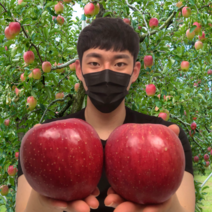 17Brix 고당도 안동 부사 보조개 못난이 사과 5kg 10kg, 제수용 10kg 중과